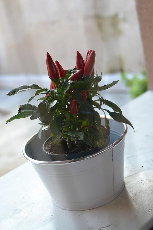 La Salvia E Il Lampone Panzió Pove del Grappa Kültér fotó